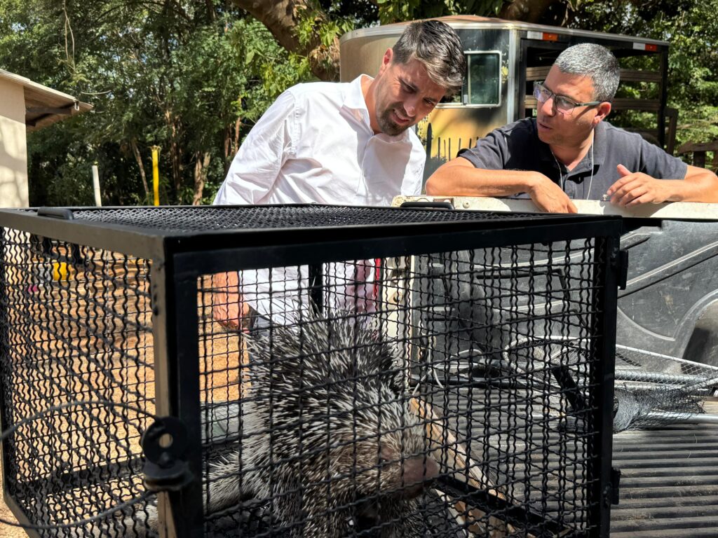 Valparaíso de Goiás: Secretaria de Meio Ambiente resgata porco-espinho em telhado de casa